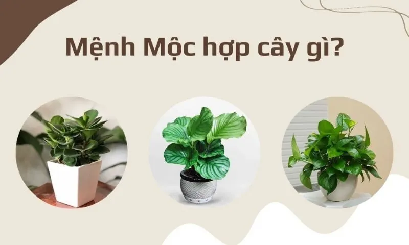 Các loại cây trang trí phù hợp với mệnh Mộc