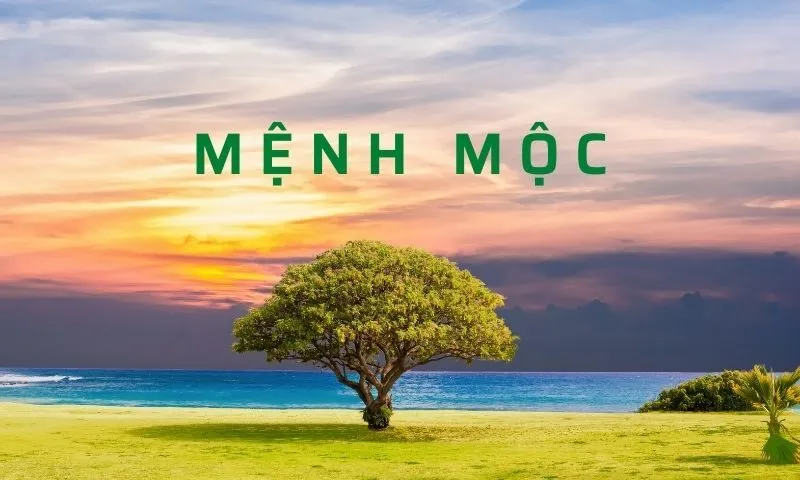 Tìm hiểu về mệnh Mộc trong Ngũ Hành