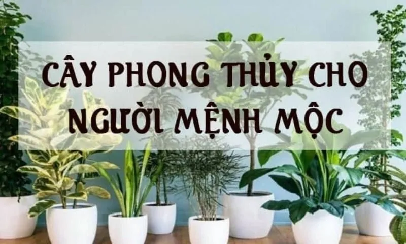 Tìm hiểu về tính cách và đặc điểm của người mệnh Mộc