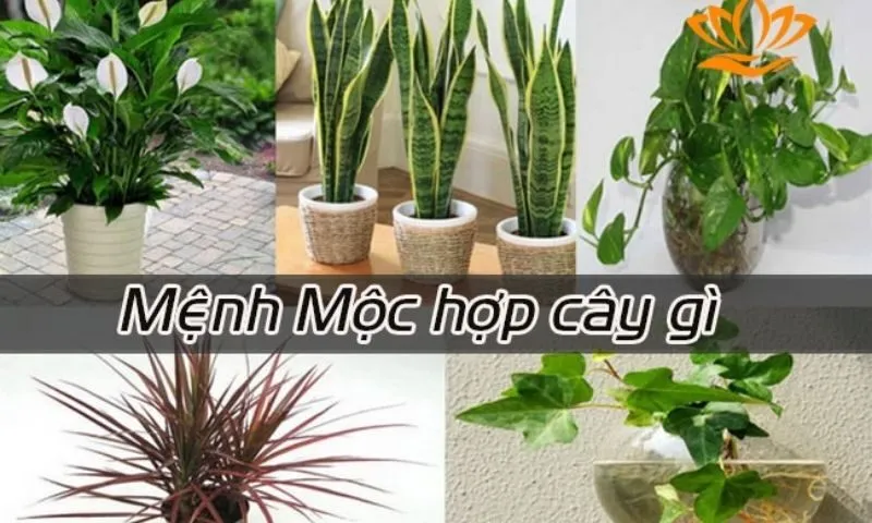 Mệnh Mộc không nên trồng cây gì?