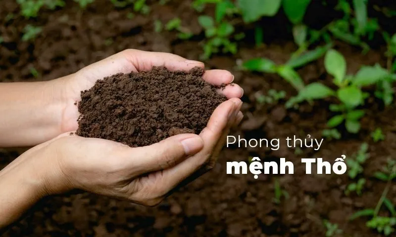 Tầm quan trọng của màu sắc đối với nam mệnh Mộc