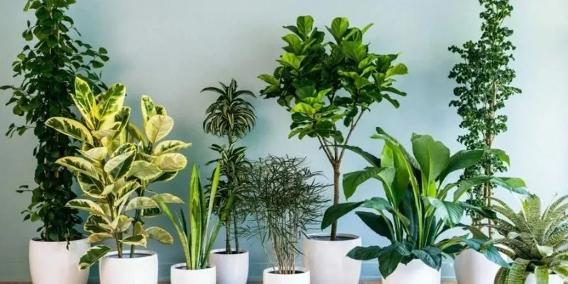 Các cây cảnh hợp mệnh mộc