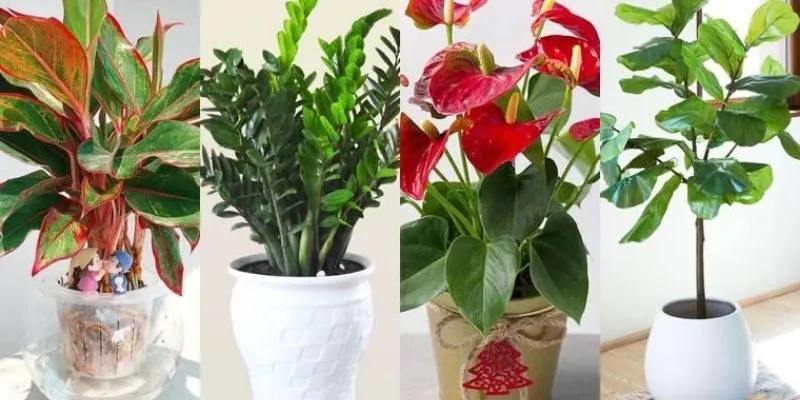 Ví trí đặt cây cảnh hợp mệnh