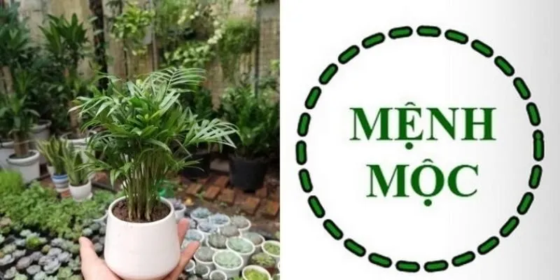 Cây cảnh hợp mệnh mộc