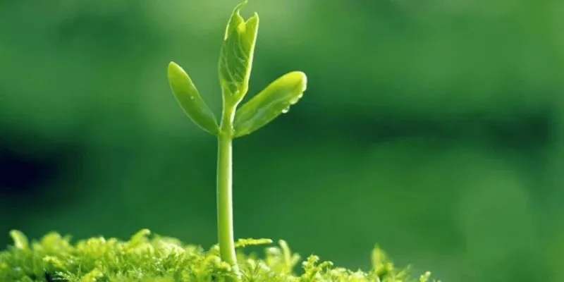 Mệnh mộc hợp kiểu người nào