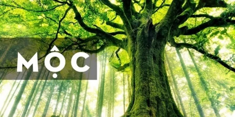 mệnh mộc khi bước vào tuổi 30