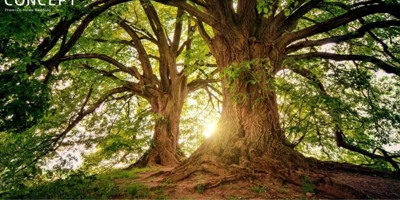 Khái quát vận hạn mệnh mộc