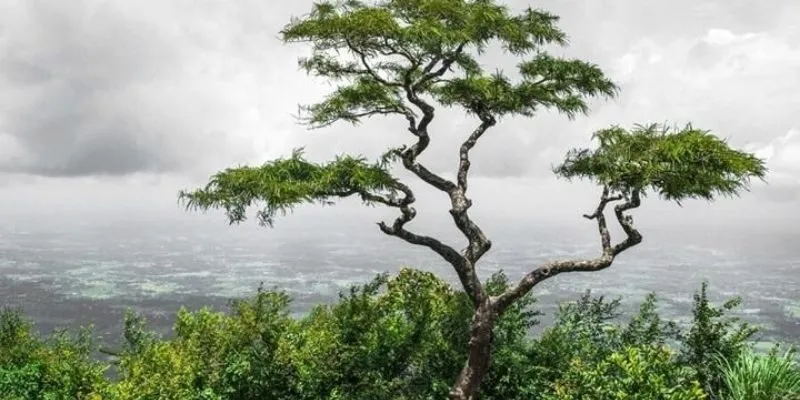 Khi mệnh mộc cần chậm lại